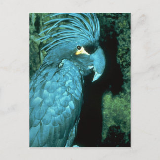 Palm Cockatoo hat imposantes Kopfkleid Postkarte