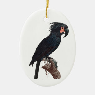 Palm Cockatoo, Probosciger aterrimus Parrot Keramik Ornament