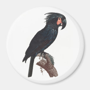 Palm Cockatoo, Probosciger aterrimus Parrot Magnet