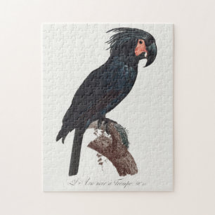 Palm Cockatoo, Probosciger aterrimus Parrot Puzzle