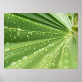 Palm Frond Poster