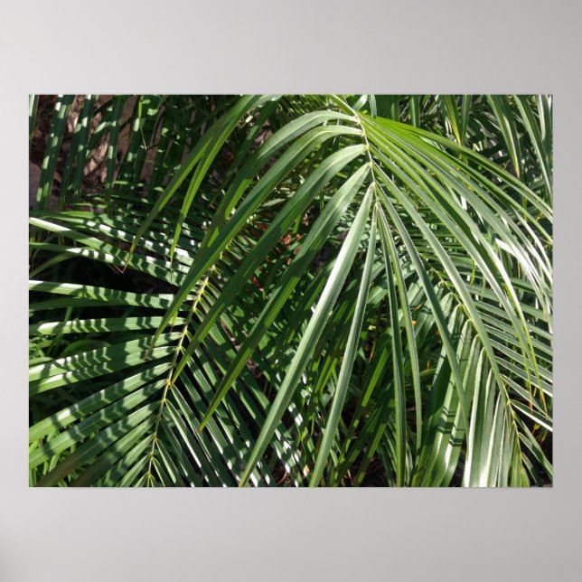 Palm Fronds Kunstfotografie Poster (Vorne)