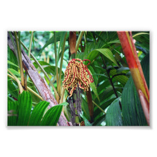 Palm Fruit in Hawaii Fotodruck