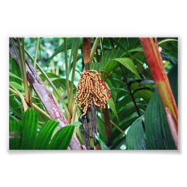 Palm Fruit in Hawaii Fotodruck (Vorne)