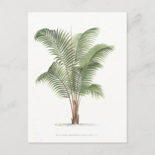 Palm Illustrations-Sammlung I Postkarte
