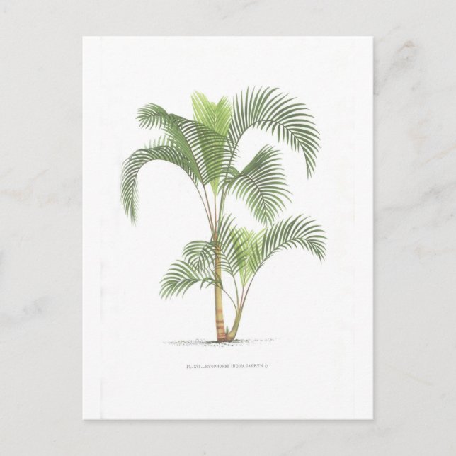 Palm-Illustrationssammlung Postkarte (Vorderseite)