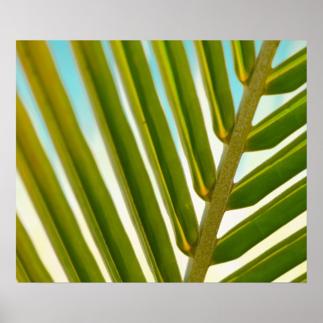 Palm Leaf Foto Poster (Vorne)