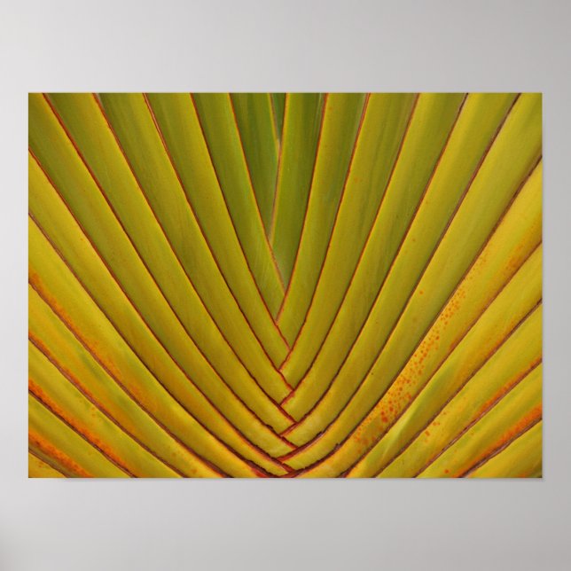 Palm Leaf Poster (Vorne)