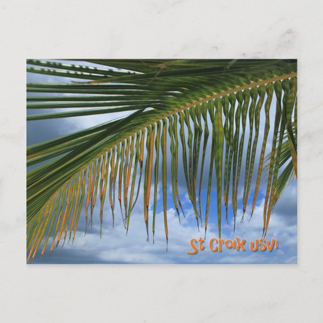 Palm Leaf Postkarte (Vorderseite)