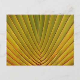 Palm Leaf Postkarte