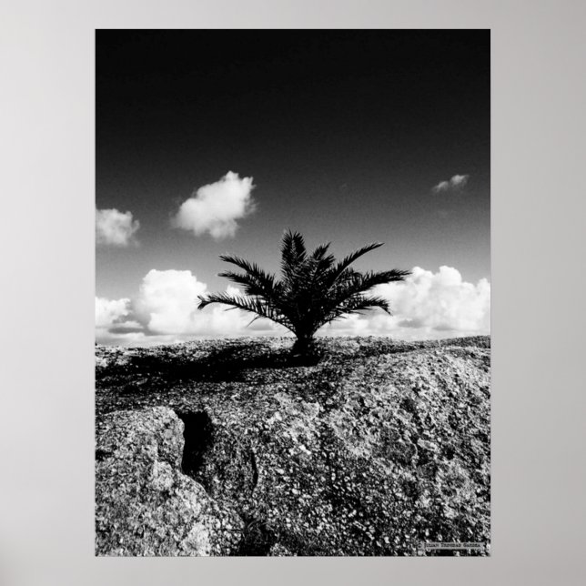 "Palm on Rock" JTG Art Poster (Vorne)