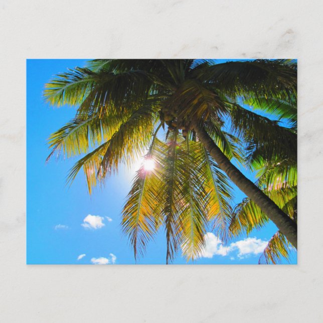Palm Paradise Blue Sky Sunshine Postkarte (Vorderseite)