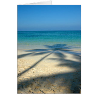 Palm, Strand von Lanikai