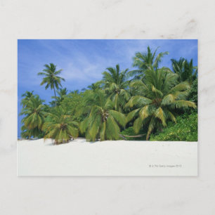 Palm Tree 3 Postkarte