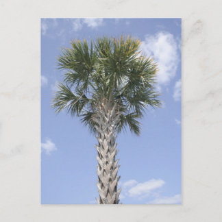 Palm Tree Anywhere USA Postkarte