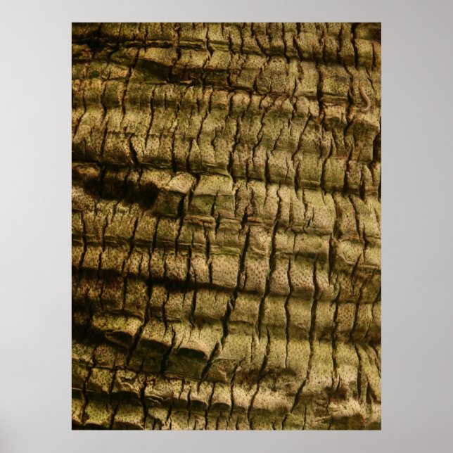 Palm Tree Bark Poster (Vorne)