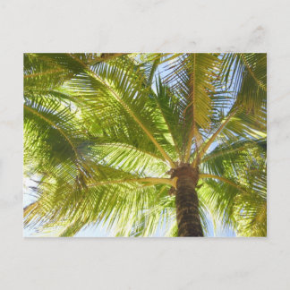 Palm Tree Beach Postcard Postkarte