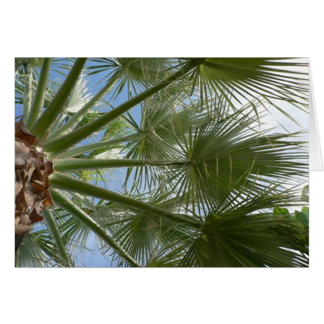 Palm Tree Blätter (Vorderseite (Horizontal))