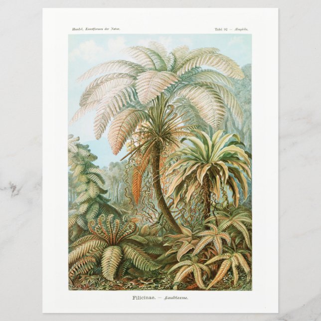 Palm Tree Ernst Haeckel Papiere (Vorderseite)