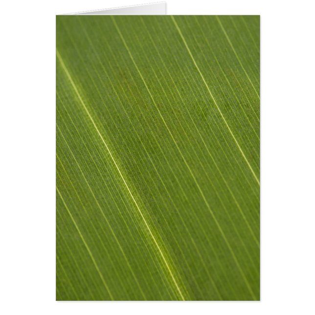 Palm Tree Leaf (Vorne)