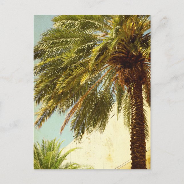 Palm Tree Postcard Postkarte (Vorderseite)