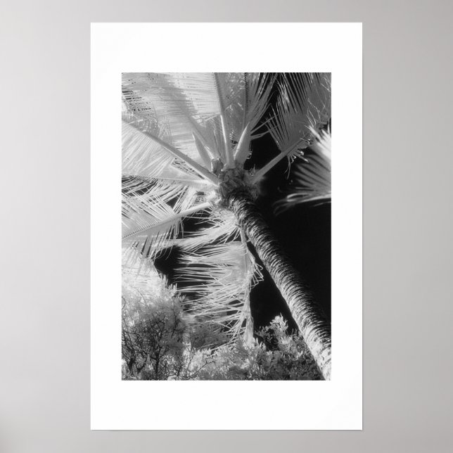 Palm Tree Poster (Vorne)