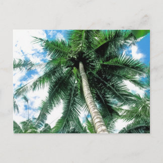 Palm Tree Postkarte