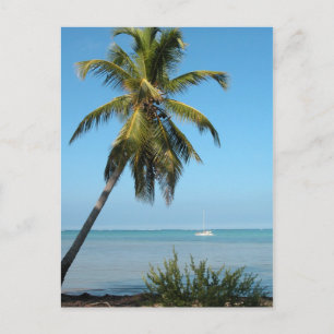 Palm Tree - Postkarte