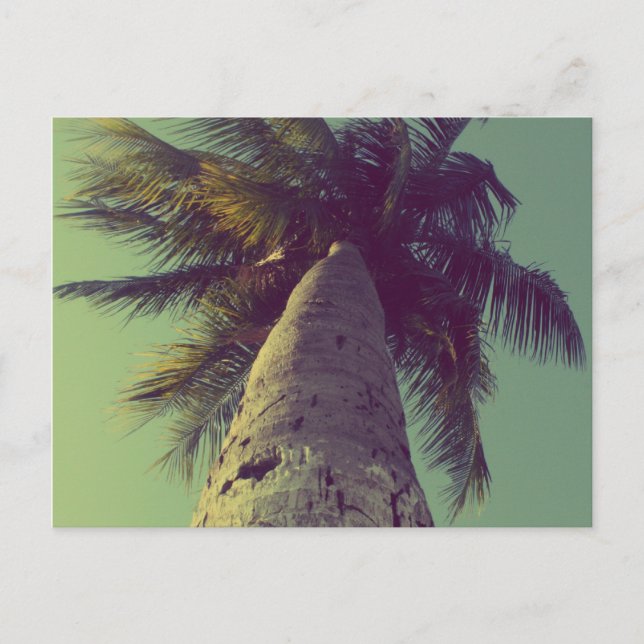 Palm Tree Postkarte (Vorderseite)