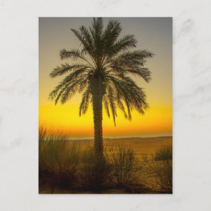 Palm Tree Sunrise Postkarte