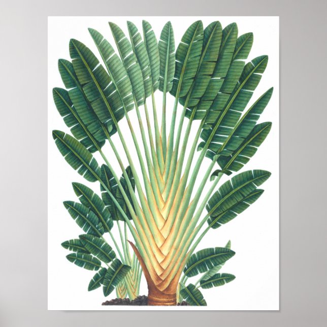 Palm Tree Tropical Pflanze Poster #1 Beach Deco (Vorne)