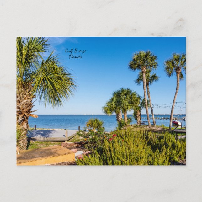 Palm Trees Bayside Morning Postkarte (Vorderseite)