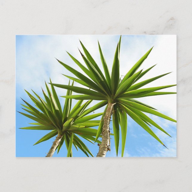 Palm Trees Card Postkarte (Vorderseite)