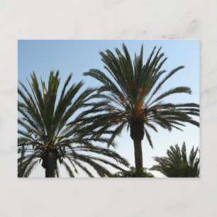 Palm Trees Foto Postcard Postkarte