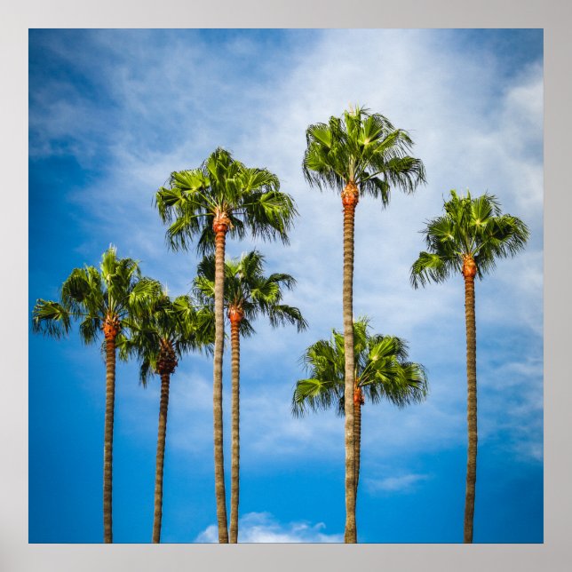 Palm Trees in San Diego, California Poster (Vorne)