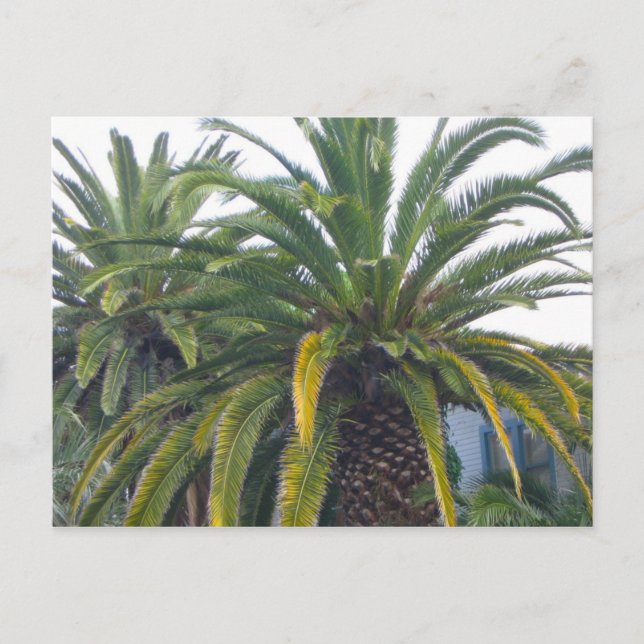 Palm Trees Postcard Postkarte (Vorderseite)
