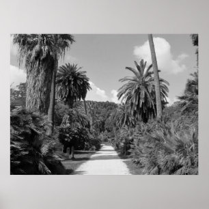 Palm Trees verbide Poster