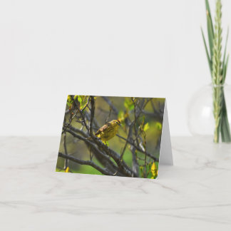 Palm Warbler #1 - Blank Note Card Dankeskarte