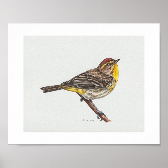 Palm Warbler Art Print Poster (Vorne)