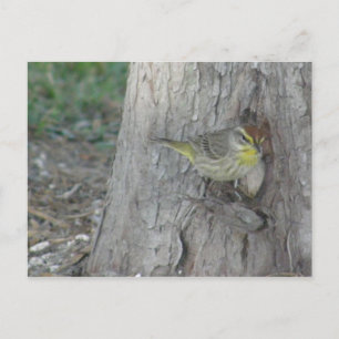 Palm Warbler Postkarte