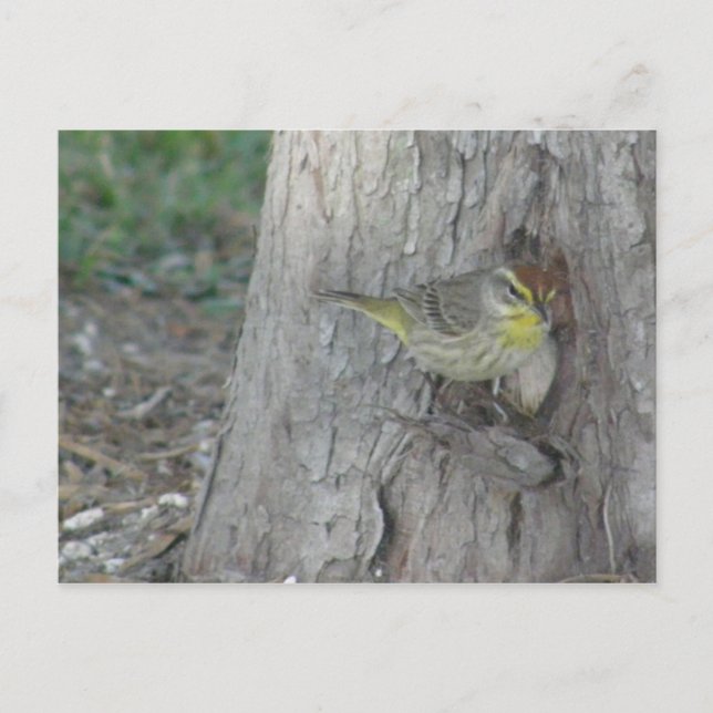 Palm Warbler Postkarte (Vorderseite)