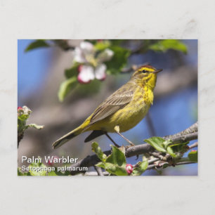Palm Warbler Postkarte