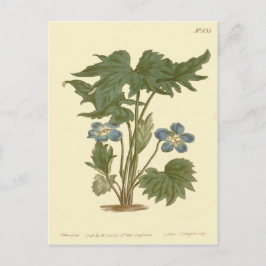 Palmated Violet Blue Illustration Postkarte