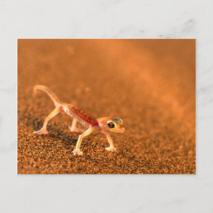 Palmatogecko auf Sanddüne, Swakpomund, Erongo Postkarte