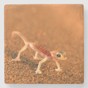 Palmatogecko auf Sanddüne, Swakpomund, Erongo Steinuntersetzer