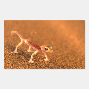 Palmatogecko on Sand Dune, Swakpomund, Erongo Rechteckiger Aufkleber