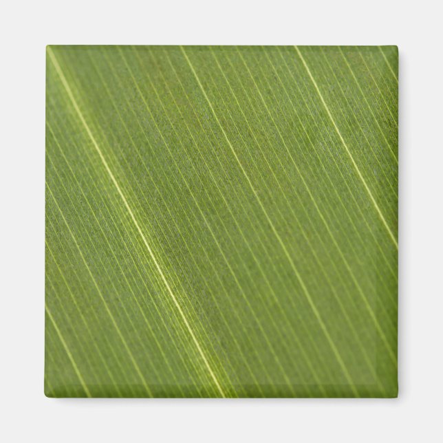 Palmbaumblatt Magnet (Vorne)
