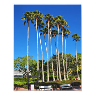 Palme Florida Fotodruck