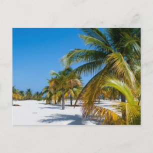 Palmen am Ozeanstrand Postkarte