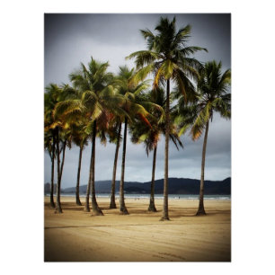 Palmen am Strand von Gonzaga, Santos, Brasilien Poster